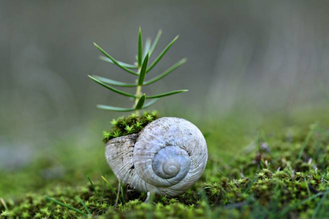 蜗牛与植物